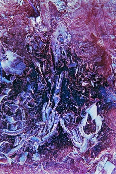 AP 136A1